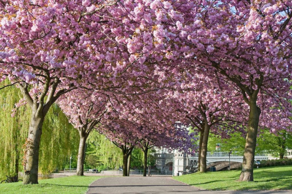 Alsterwiesen Schwankenwik